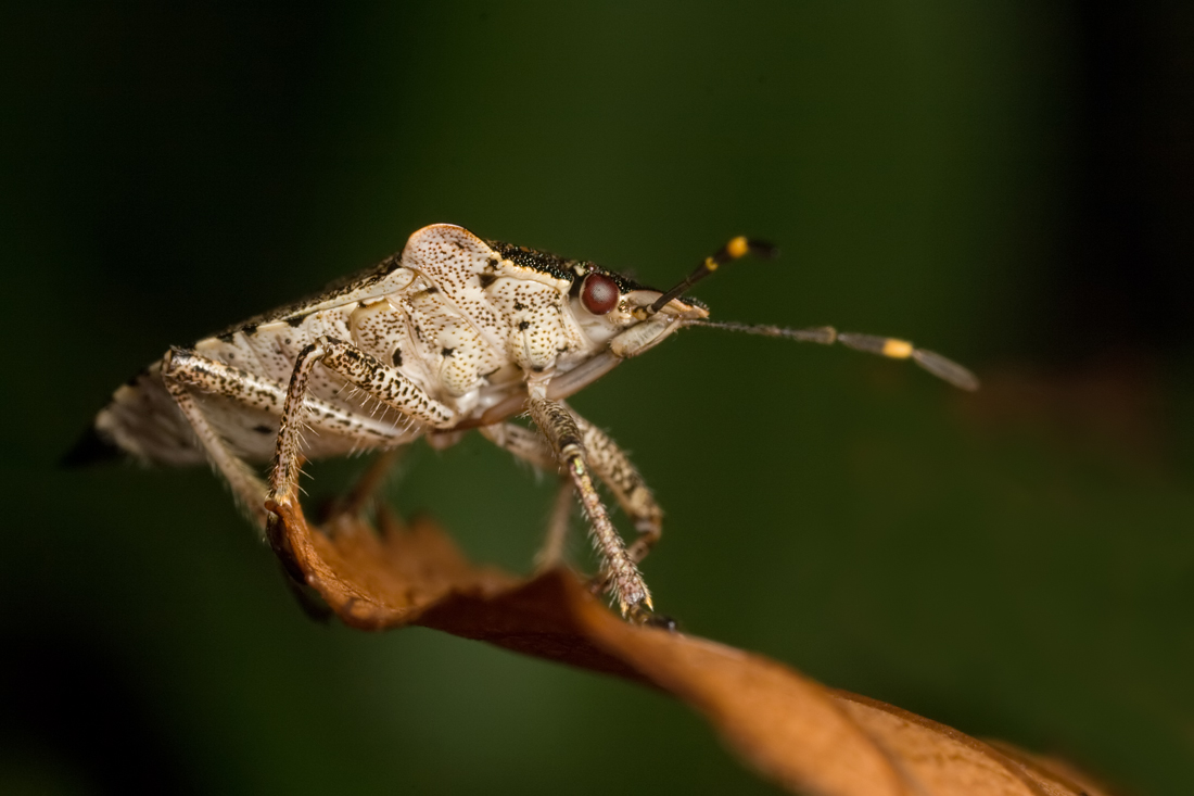 Shieldbug - Troilus luridus